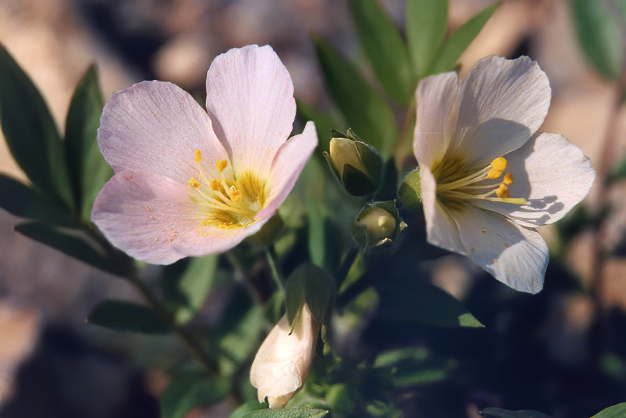 Polemonium carneum en fleurs dans une prairie ouverte de la côte ouest de l'Amérique du Nord